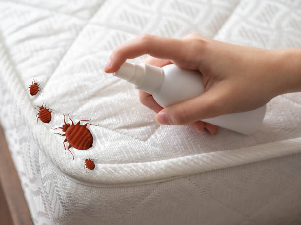 Best Pest Control Near Me  in Bridgeport, NY
