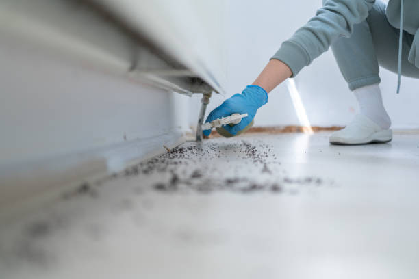 Best Affordable Pest Control Services  in Bridgeport, NY